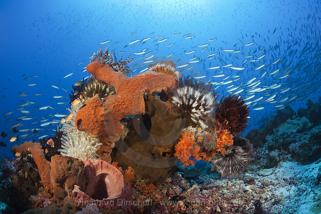 Colony of various Sponges, n/a, Kai Islands, Moluccas, Indonesia