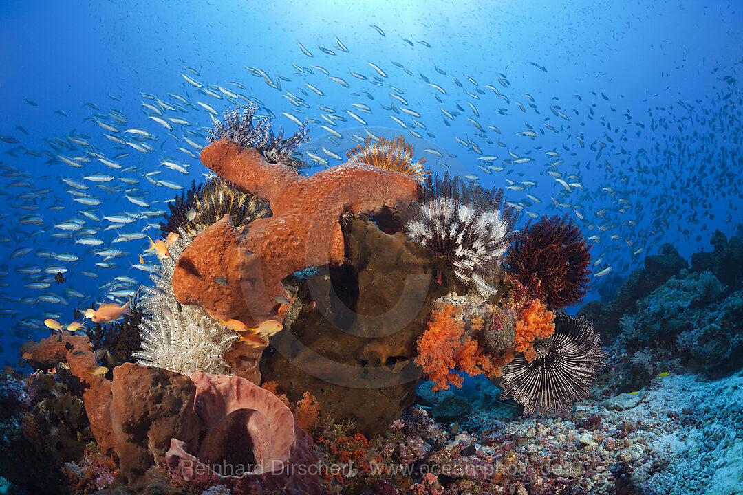 Colony of various Sponges