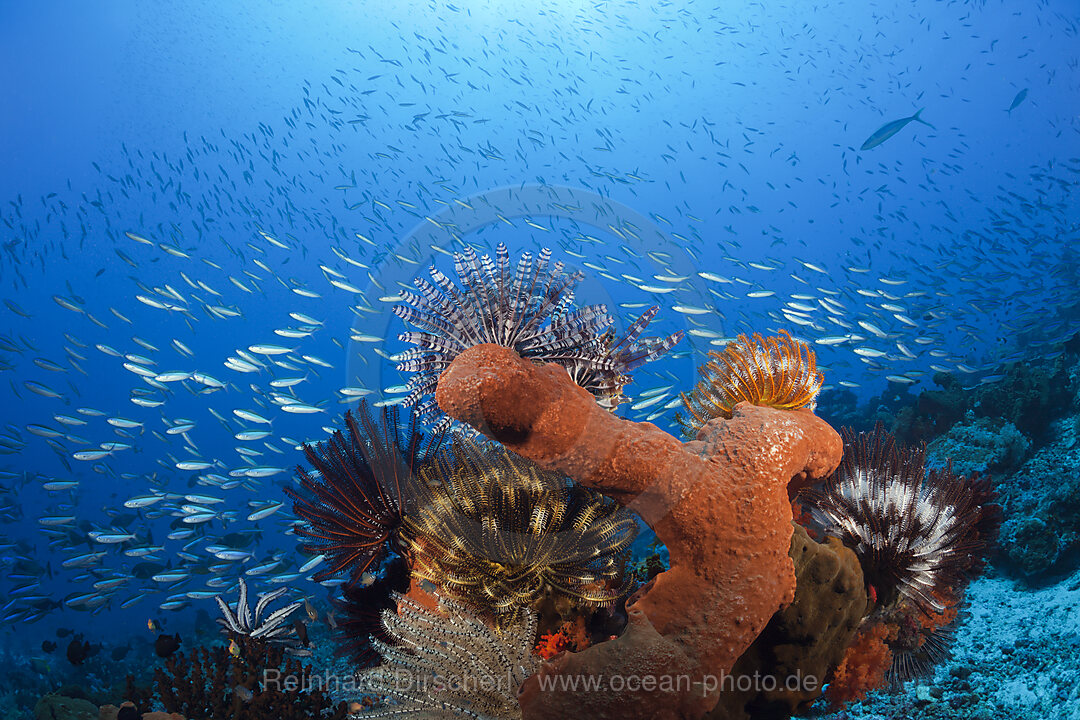 Colony of various Sponges, n/a, Kai Islands, Moluccas, Indonesia