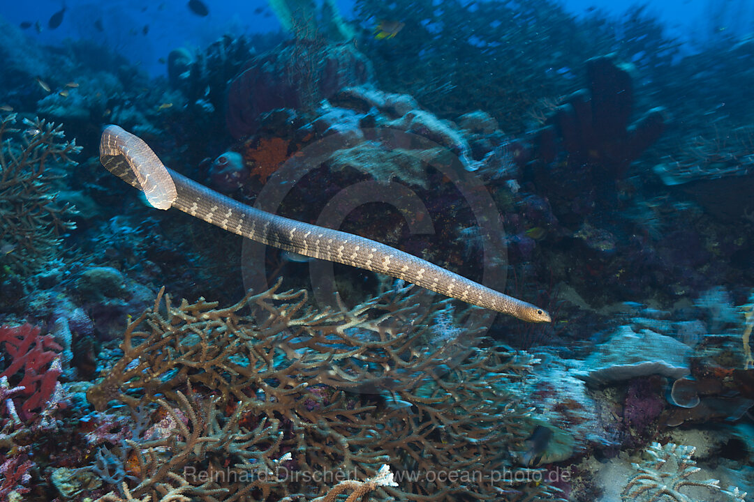 Plattschwanz-Seeschlange, Laticauda semifasciata, Kai Inseln, Molukken, Indonesien