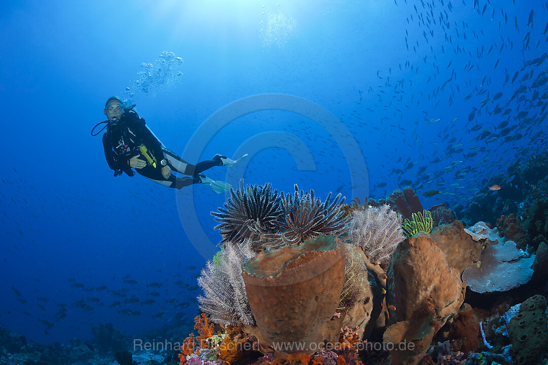 Colored Featherstars in Coral Reef