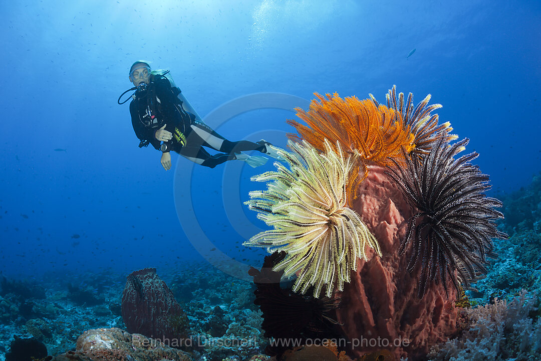 Colored Featherstars in Coral Reef