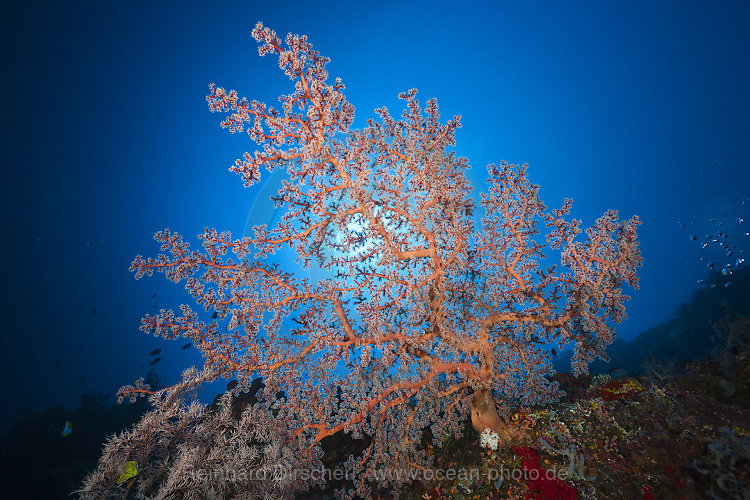 Godeffroys Soft Coral, Siphonogorgia godeffroyi, Kai Islands, Moluccas, Indonesia