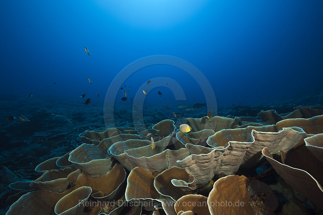 Coral Reef with Lettuce Coral, Turbinaria mesenterina, Kai Islands, Moluccas, Indonesia