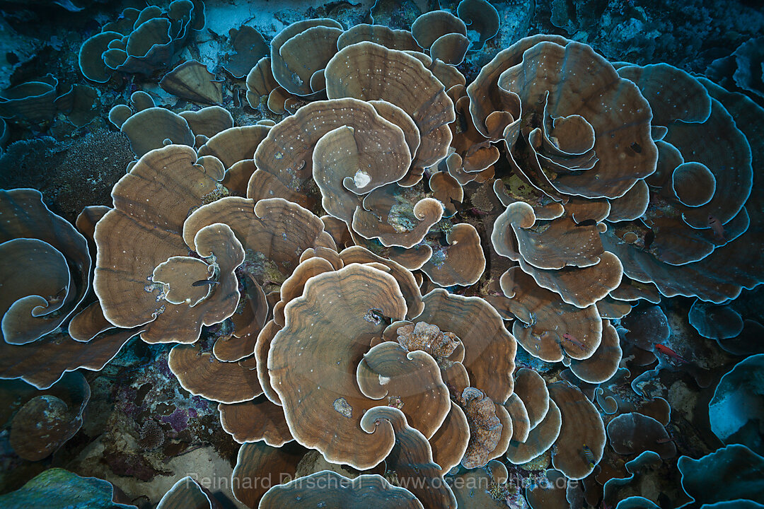 Coral Reef with Lettuce Coral