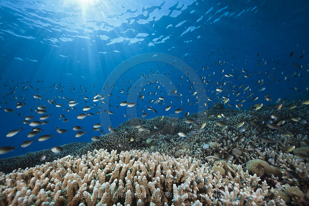 Chromis over Coral Reef