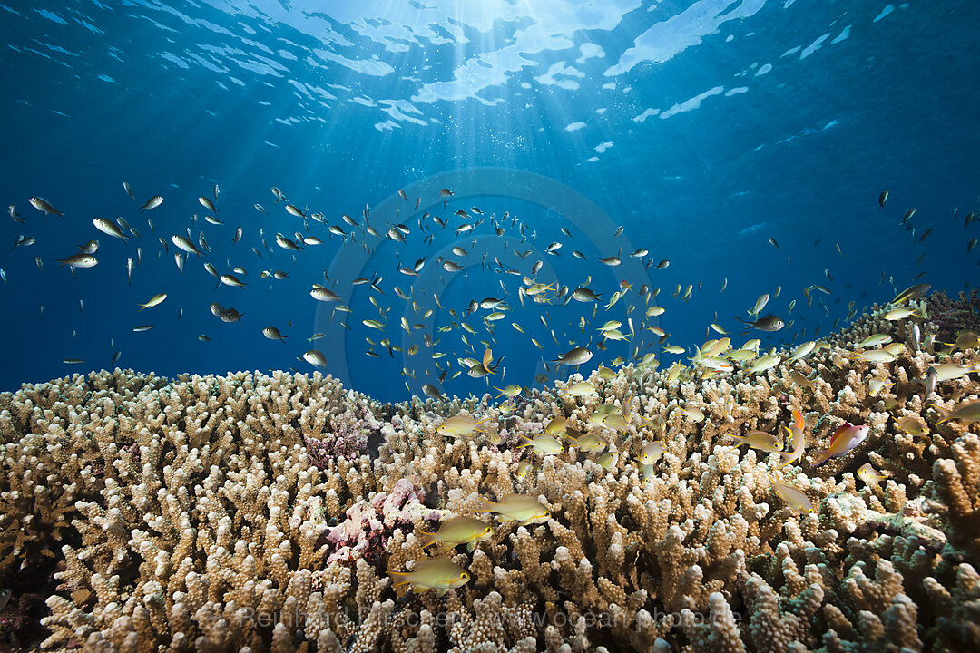 Chromis over Coral Reef