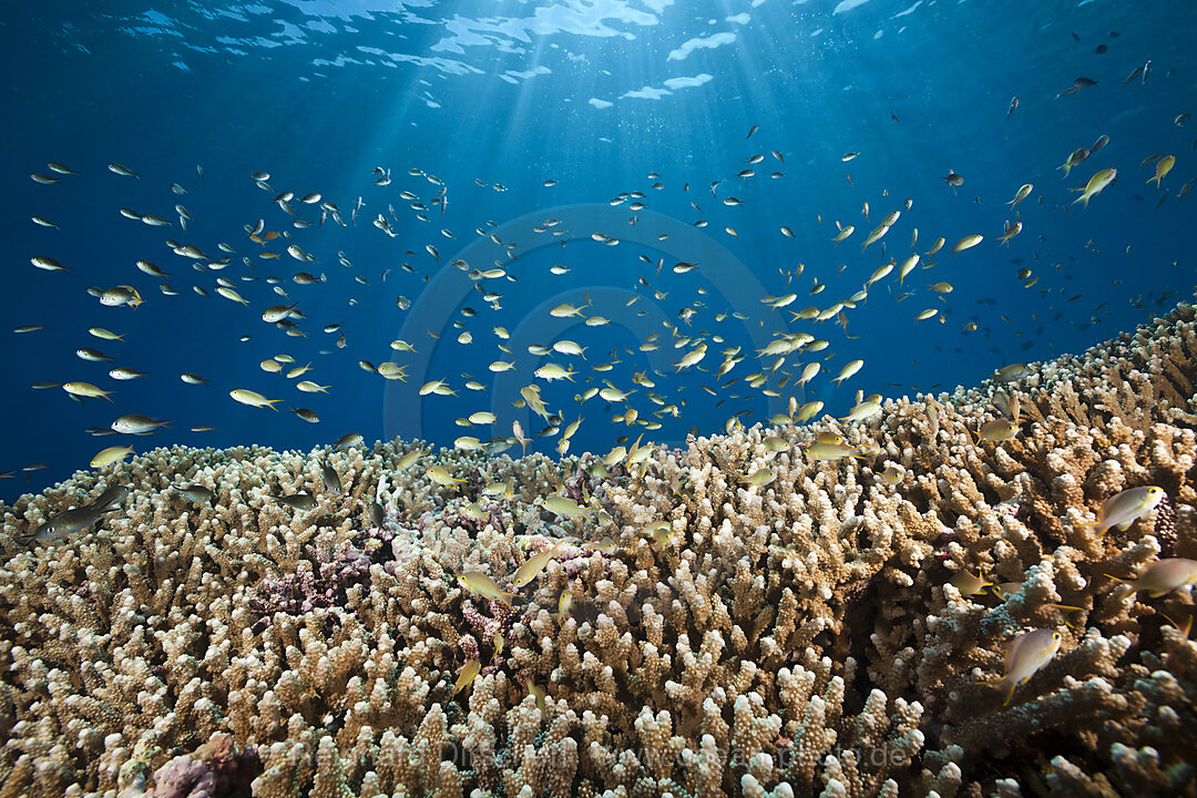 Chromis over Coral Reef, Chromis sp., Kai Islands, Moluccas, Indonesia