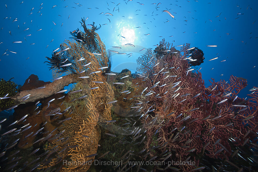 Coral Reef, n/a, Kai Islands, Moluccas, Indonesia