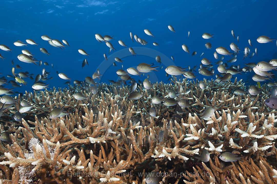 Chromis ueber Korallenriff, Chromis sp., Kai Inseln, Molukken, Indonesien