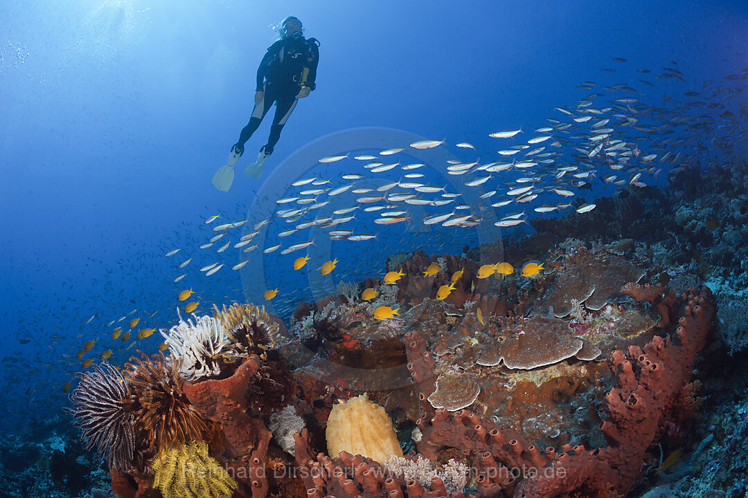 Scuba Diver over Coral Reef, n/a, Kai Islands, Moluccas, Indonesia