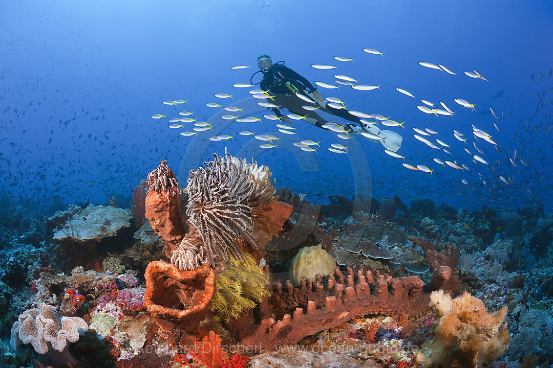 Scuba Diver over Coral Reef, n/a, Kai Islands, Moluccas, Indonesia