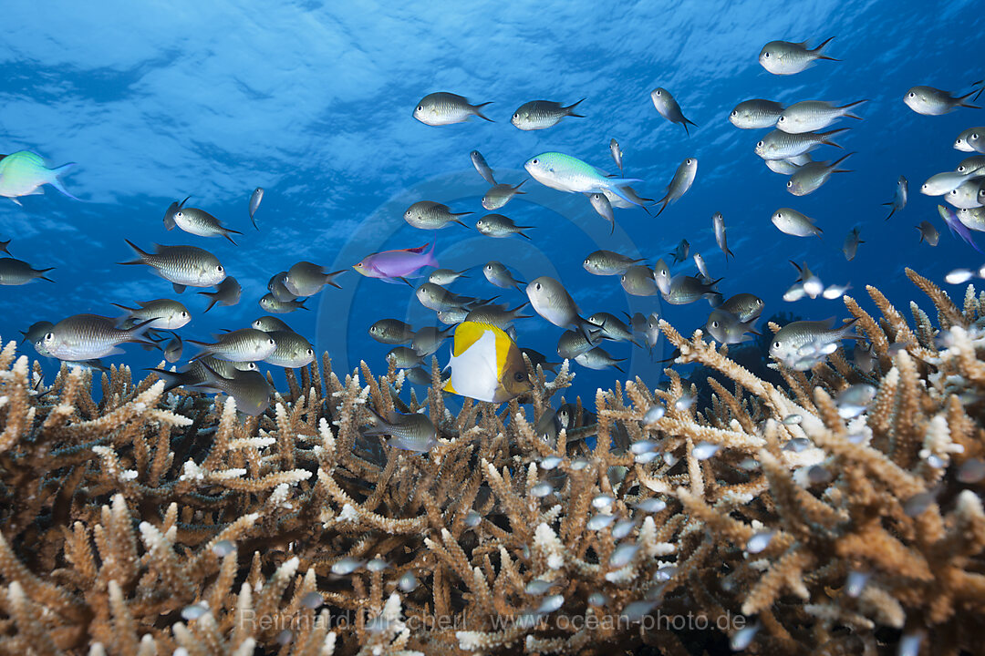 Chromis ueber Korallenriff