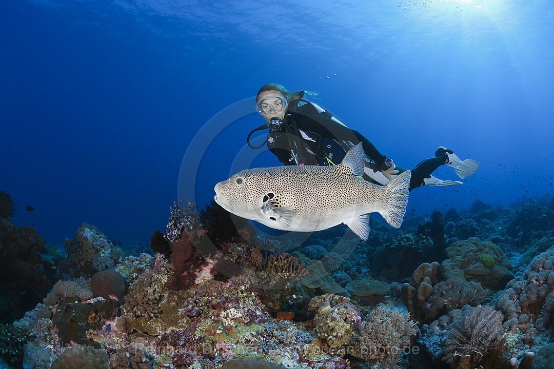 Riesen-Kugelfisch und Taucher, Arothron stellatus, Kai Inseln, Molukken, Indonesien