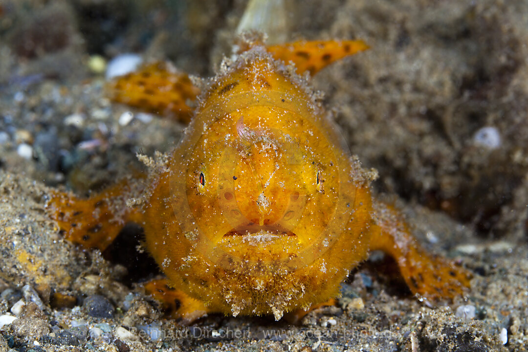 Orangener Rundflecken-Anglerfisch, Antennarius pictus, Ambon, Molukken, Indonesien