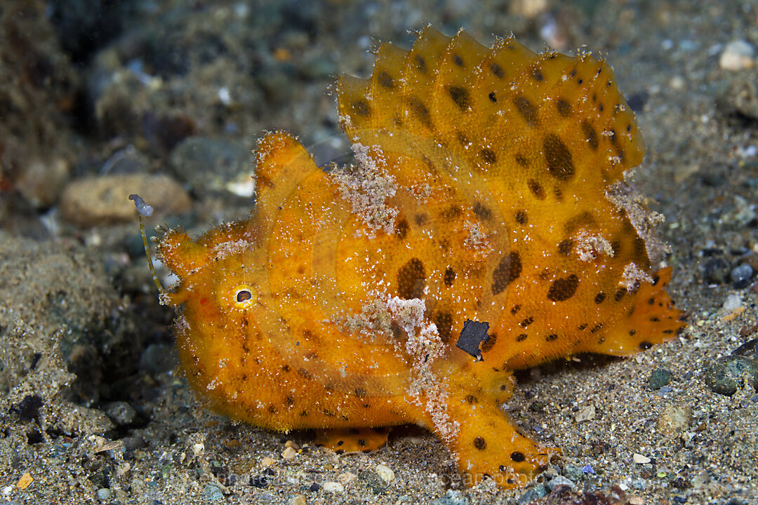 Orangener Rundflecken-Anglerfisch, Antennarius pictus, Ambon, Molukken, Indonesien