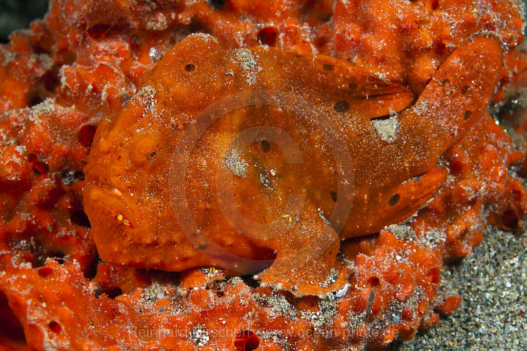 Orangene Rundflecken-Anglerfische, Antennarius pictus, Ambon, Molukken, Indonesien
