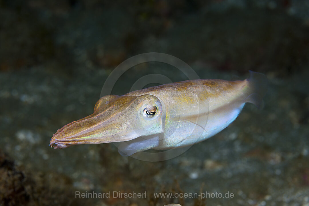 Kleine Sepie, Sepia sp., Ambon, Molukken, Indonesien