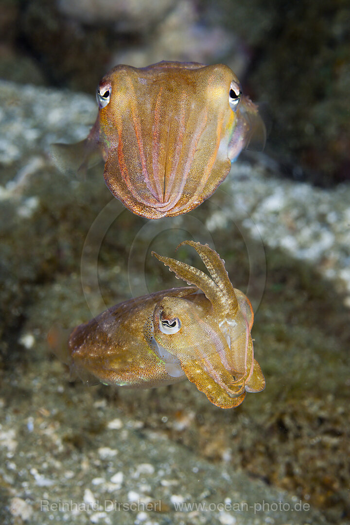 Sepien Paarungstanz, Sepia sp., Ambon, Molukken, Indonesien