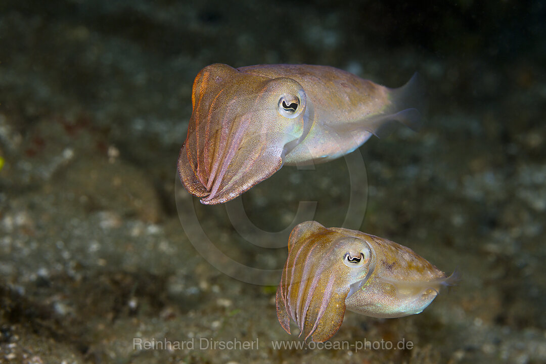 Sepien Paarungstanz, Sepia sp., Ambon, Molukken, Indonesien