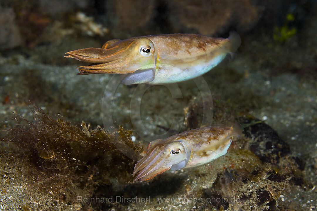 Courtship Display of Cuttlefish, Sepia sp., Ambon, Moluccas, Indonesia