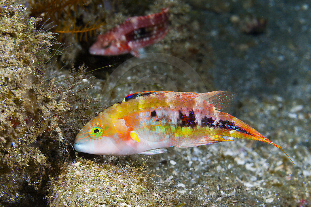 Kometstreif-Lippfisch, Cheilinus bimaculatus, Ambon, Molukken, Indonesien
