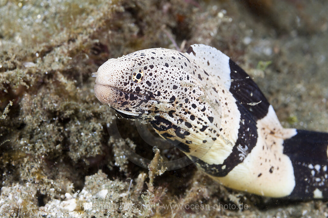 Gebaenderte Muraene, Gymnothorax chlamydatus, Ambon, Molukken, Indonesien