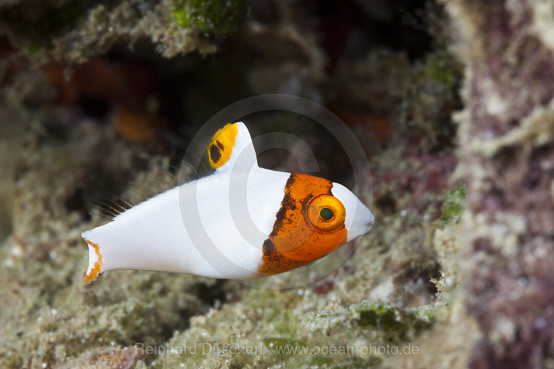 Juveniler Masken-Papageifisch, Cetoscarus bicolor, Ambon, Molukken, Indonesien