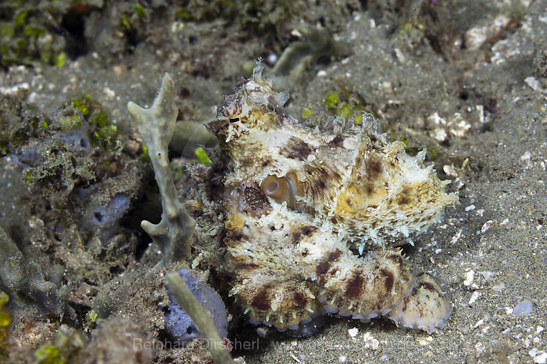 Kleiner Oktopus, Octopus sp., Ambon, Molukken, Indonesien