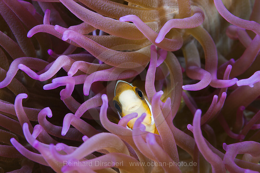 Clarks Anemonenfisch, Amphiprion clarkii, Ambon, Molukken, Indonesien