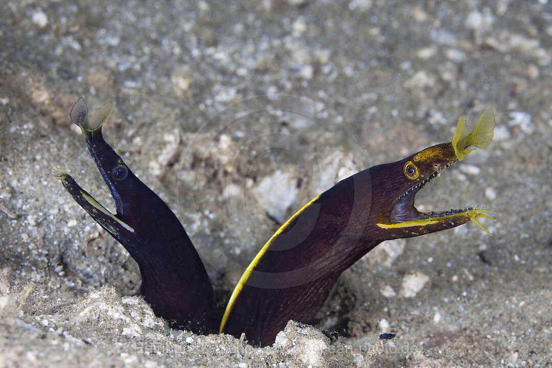 Zwei juvenile Geister-Muraenen, Rhinomuraena quaesita, Ambon, Molukken, Indonesien