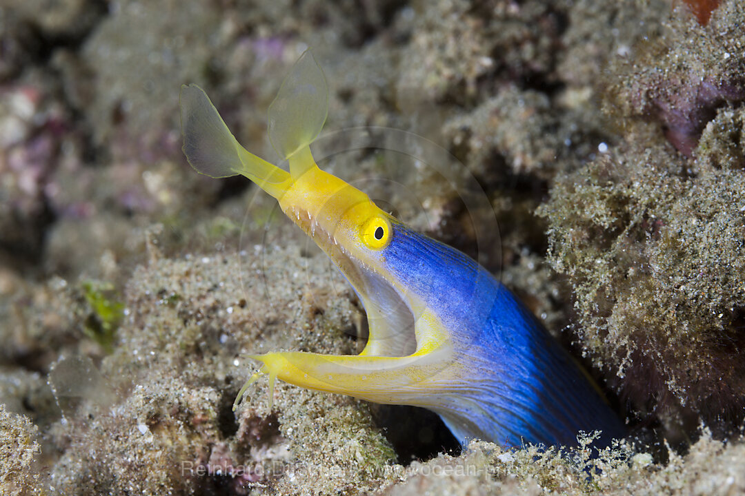 Geister-Muraene, Rhinomuraena quaesita, Ambon, Molukken, Indonesien