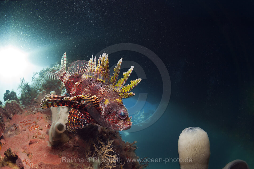 Kurzflossen-Zwergfeuerfisch unter BootsSteg, Mole, Pier, anlegesteg, Dendrochirus brachypterus, Ambon, Molukken, Indonesien