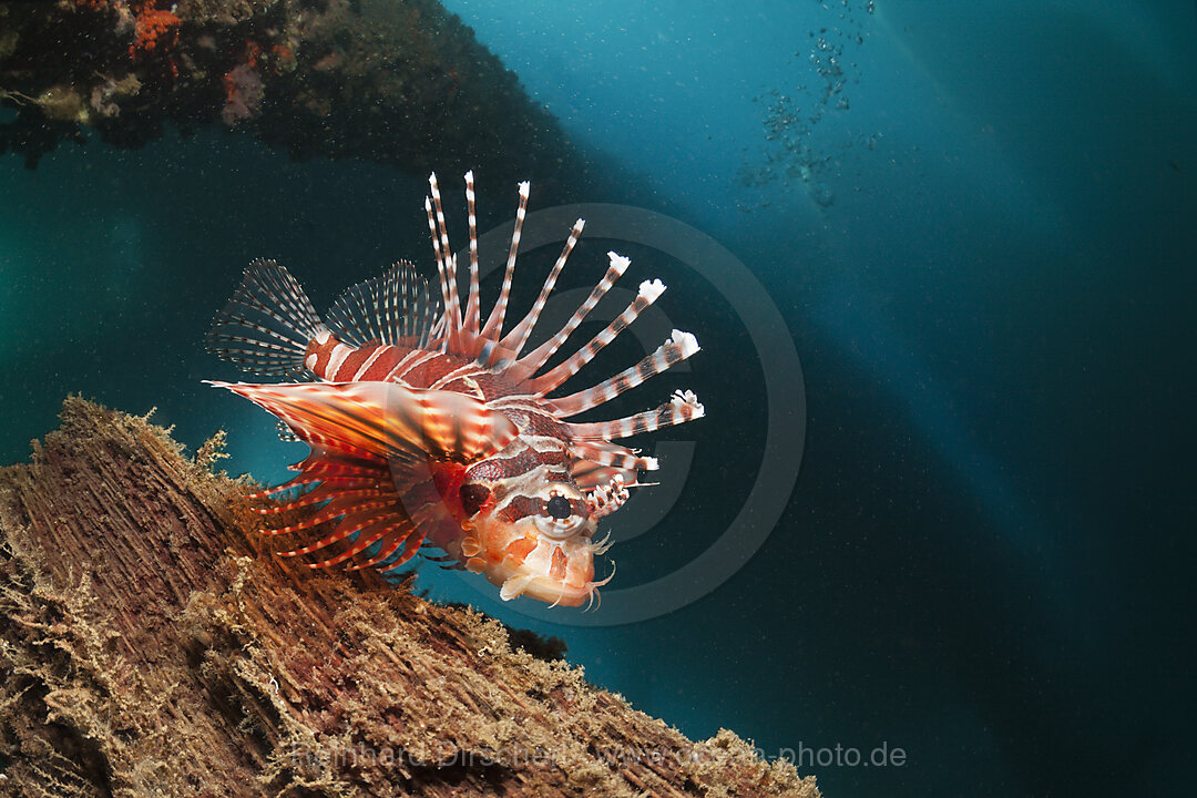 Zebra-Zwergfeuerfisch unter BootsSteg, Mole, Pier, anlegesteg, Dendrochirus zebra, Ambon, Molukken, Indonesien