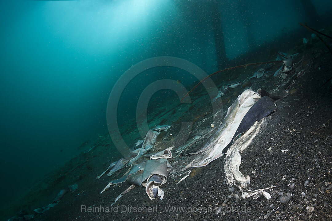Fischabfaelle unter Bootssteg, Ambon, Molukken, Indonesien