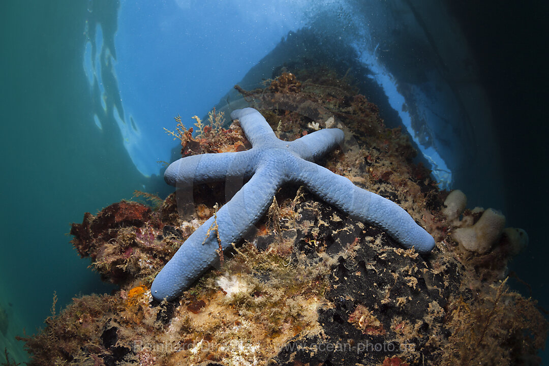 Blauer Seestern unter BootsSteg, Mole, Pier, anlegesteg, Linckia laevigata, Ambon, Molukken, Indonesien