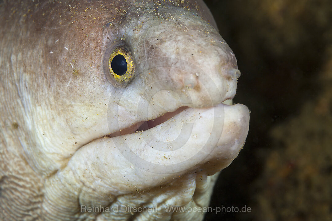 Weisse Muraene, Gymnothorax sp., Ambon, Molukken, Indonesien