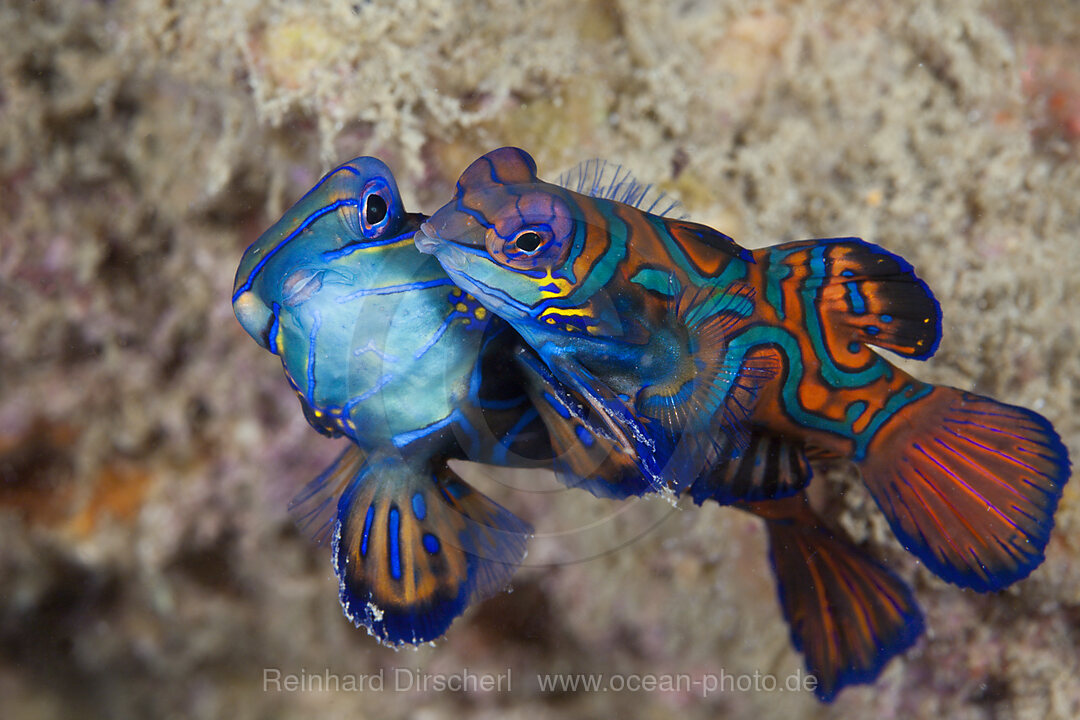 Paarung Mandarinfische, Synchiropus splendidus, Ambon, Molukken, Indonesien