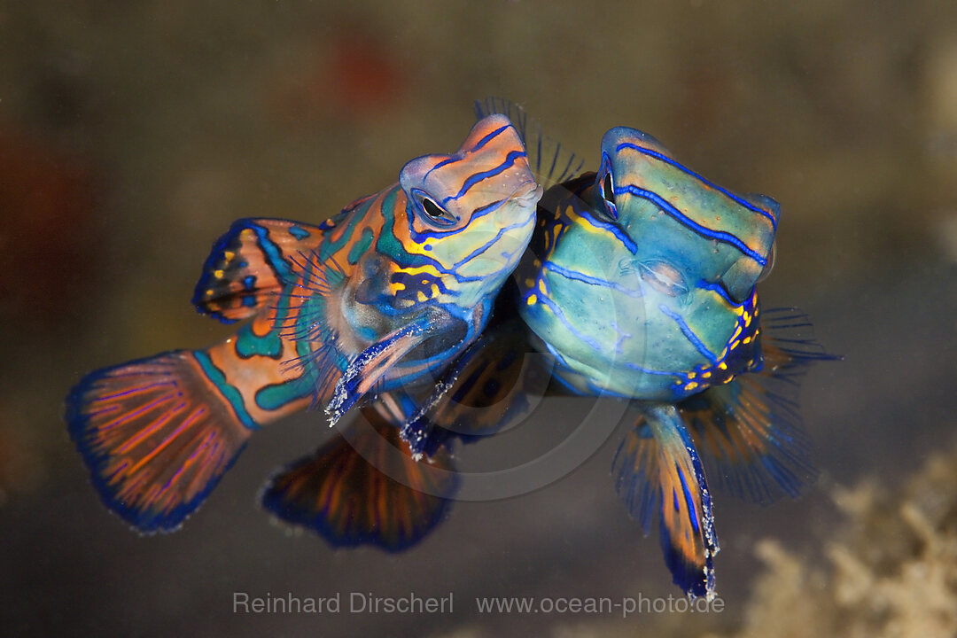 Paarung Mandarinfische, Synchiropus splendidus, Ambon, Molukken, Indonesien