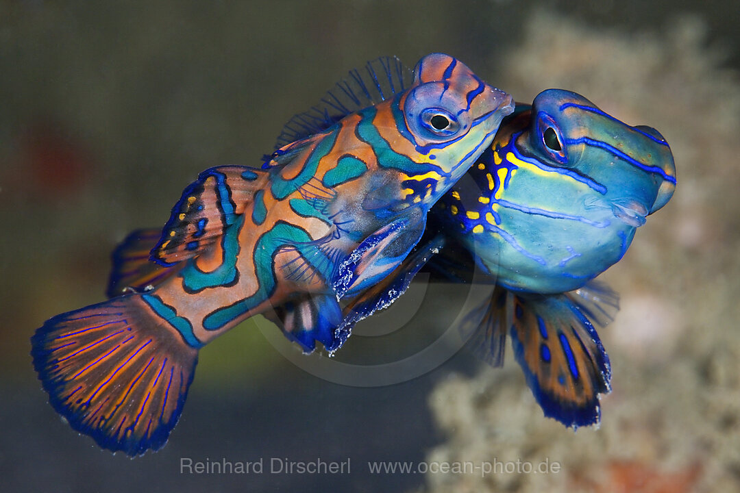 Paarung Mandarinfische, Synchiropus splendidus, Ambon, Molukken, Indonesien