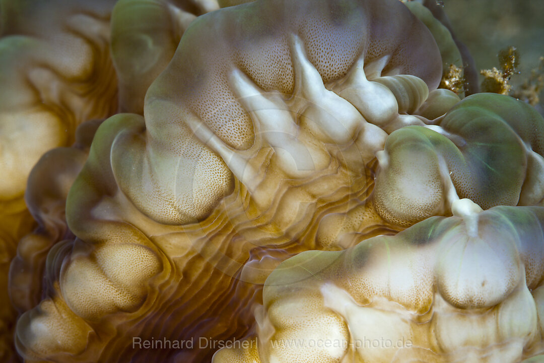 Detail einer Blasenkoralle, Plerogyra sinuosa, Ambon, Molukken, Indonesien