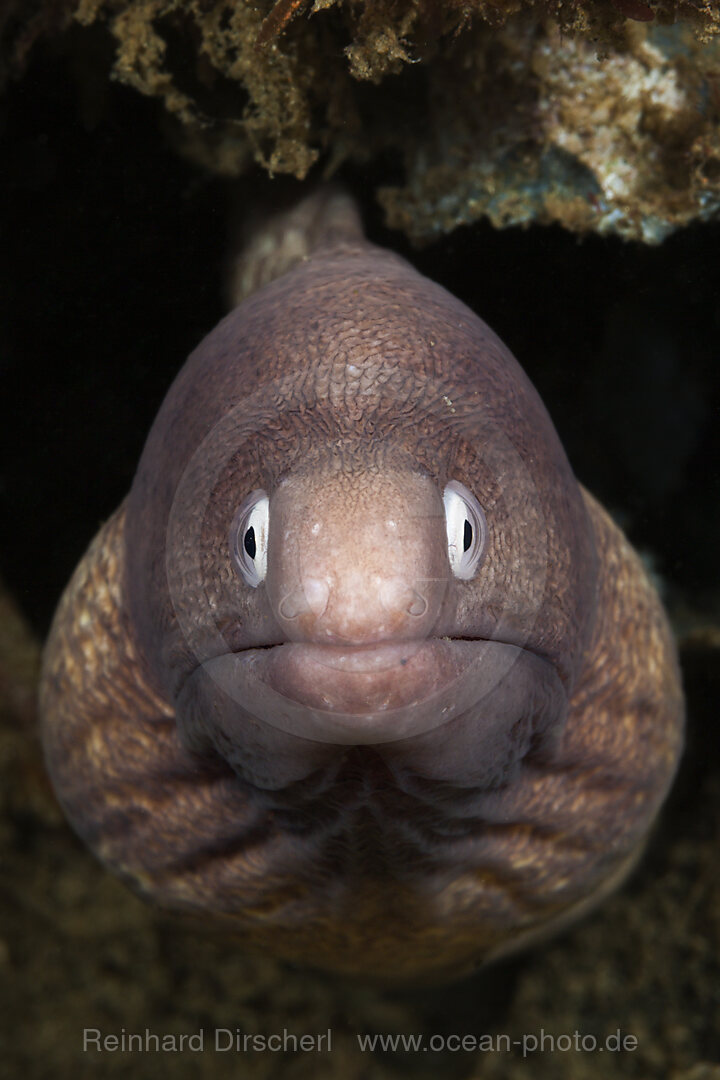 Weissaugen-Muraene, Sidera prosopeion, Ambon, Molukken, Indonesien