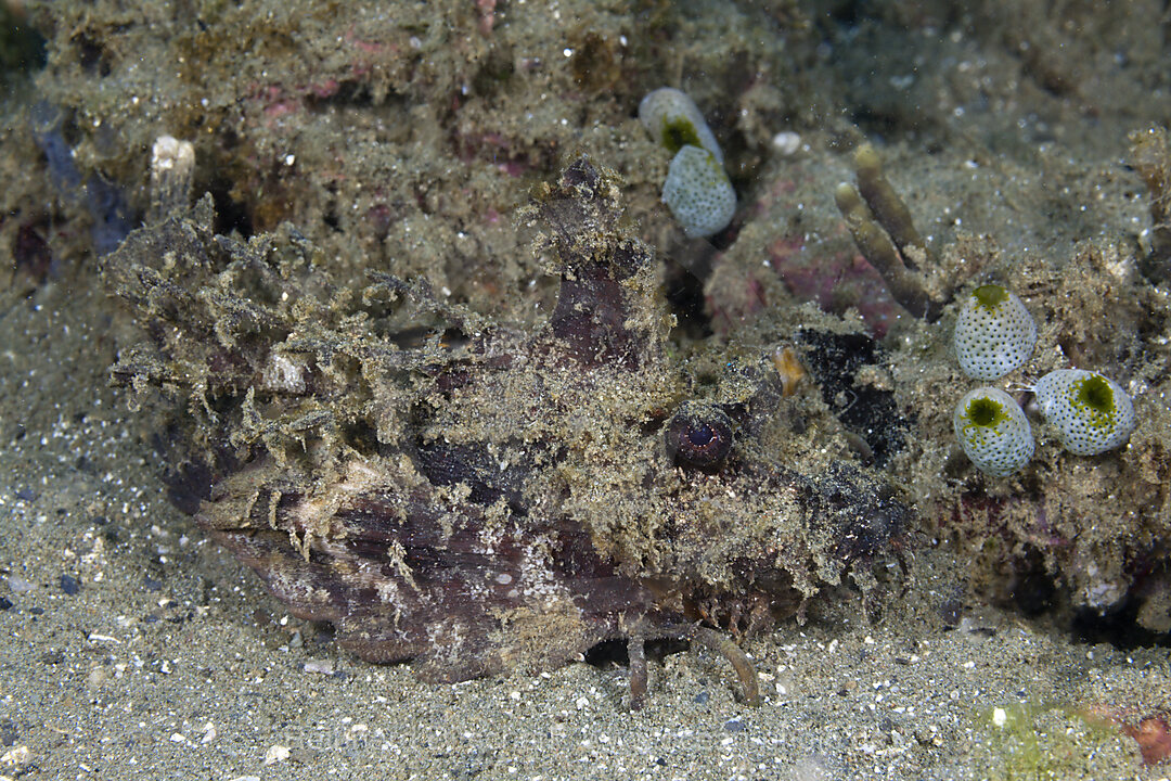 Finger-Teufelsfisch, Inimicus didactylus, Ambon, Molukken, Indonesien