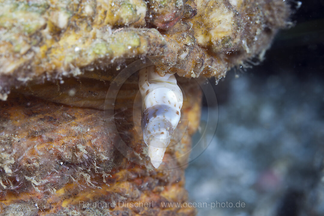 Parasiten Schnecke, Luetzenia asthenosomae, Ambon, Molukken, Indonesien