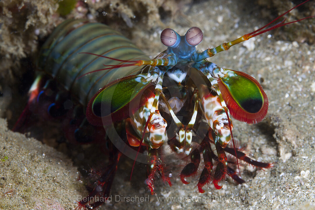 Fangschrecken-Schmetterkrebs, Odontodactylus scyllarus, Ambon, Molukken, Indonesien