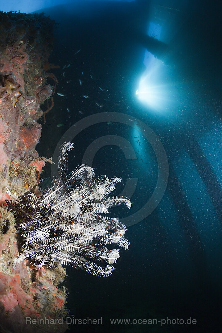 Crinoid under a Jetty, Comanthina sp., Ambon, Moluccas, Indonesia
