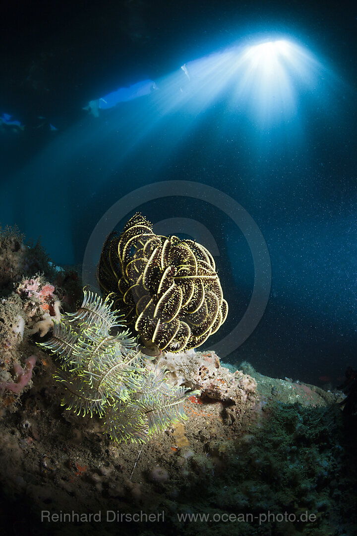 Crinoid under a Jetty, Comanthina sp., Ambon, Moluccas, Indonesia