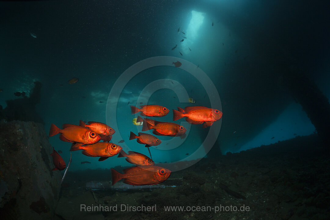 Crescent-tail Bigeye under a Jetty, Priacanthus hamrur, Ambon, Moluccas, Indonesia