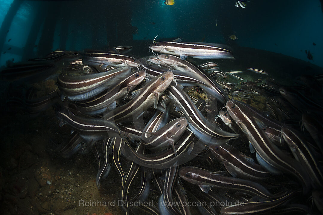 Streifen-Korallenwelse unter BootsSteg, Mole, Pier, anlegesteg, Plotosus lineatus, Ambon, Molukken, Indonesien