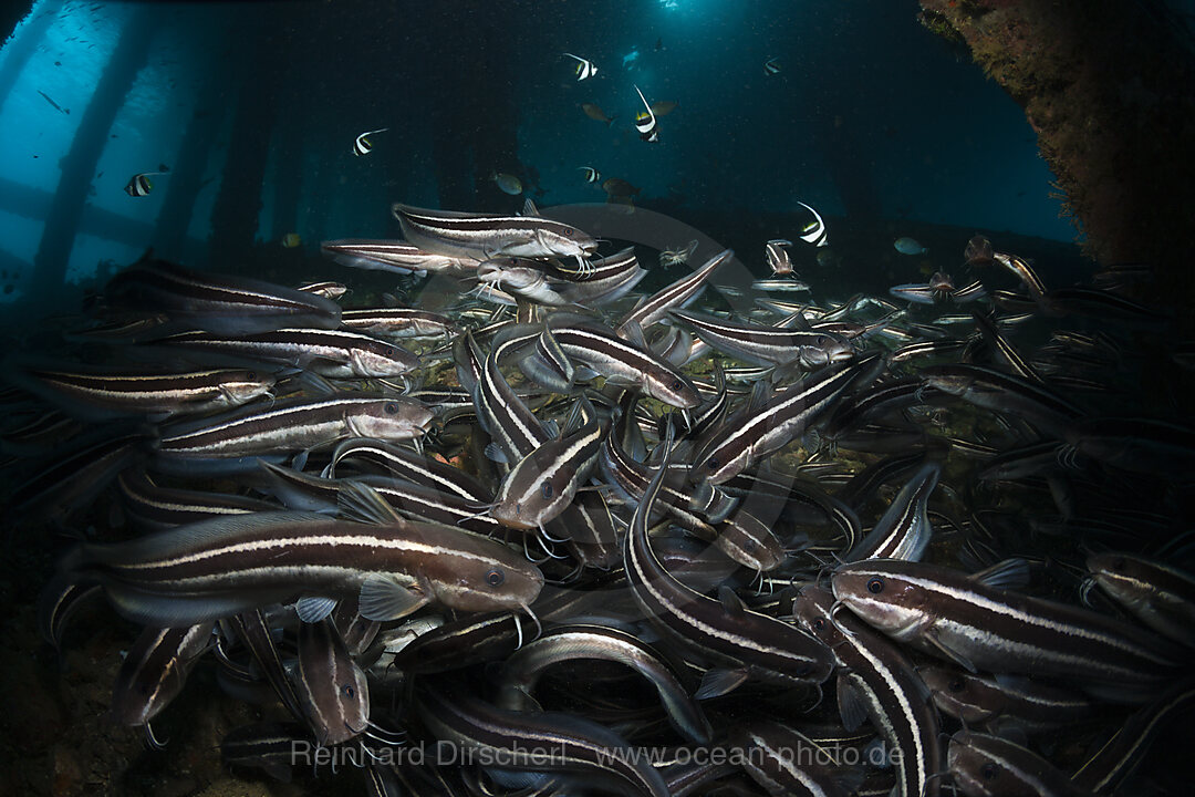 Striped Eel Catfish under a Jetty, Plotosus lineatus, Ambon, Moluccas, Indonesia